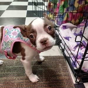 Meet your Posher, Penny